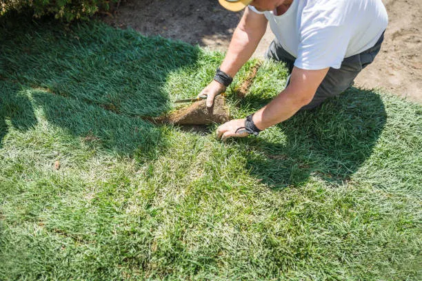 Man laying sod for new lawn